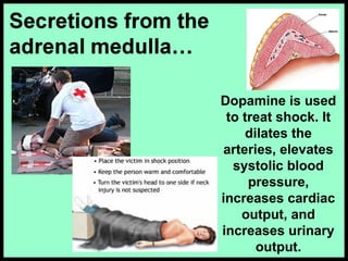 Dopamine is used
to treat shock. It
dilates the
arteries, elevates
systolic blood
pressure,
increases cardiac
output, and
increases urinary
output.
 