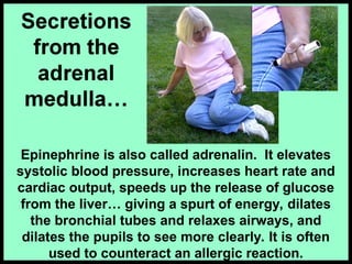 Epinephrine is also called adrenalin. It elevates
systolic blood pressure, increases heart rate and
cardiac output, speeds up the release of glucose
from the liver… giving a spurt of energy, dilates
the bronchial tubes and relaxes airways, and
dilates the pupils to see more clearly. It is often
used to counteract an allergic reaction.
 