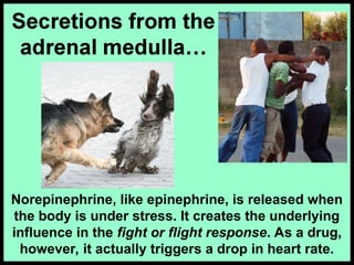 Norepinephrine, like epinephrine, is released when
the body is under stress. It creates the underlying
influence in the fight or flight response. As a drug,
however, it actually triggers a drop in heart rate.
 