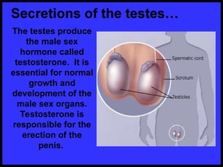 The testes produce
the male sex
hormone called
testosterone. It is
essential for normal
growth and
development of the
male sex organs.
Testosterone is
responsible for the
erection of the
penis.
 