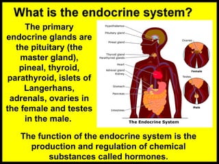 The primary
endocrine glands are
the pituitary (the
master gland),
pineal, thyroid,
parathyroid, islets of
Langerhans,
adrenals, ovaries in
the female and testes
in the male.
The function of the endocrine system is the
production and regulation of chemical
substances called hormones.
 