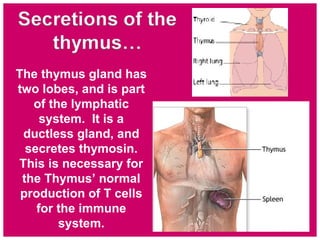 The thymus gland has
two lobes, and is part
of the lymphatic
system. It is a
ductless gland, and
secretes thymosin.
This is necessary for
the Thymus’ normal
production of T cells
for the immune
system.
 