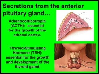 Secretions from the anterior
pituitary gland…
Adrenocorticotropin
(ACTH): essential
for the growth of the
adrenal cortex.
Thyroid-Stimulating
Hormone (TSH):
essential for the growth
and development of the
thyroid gland.
 