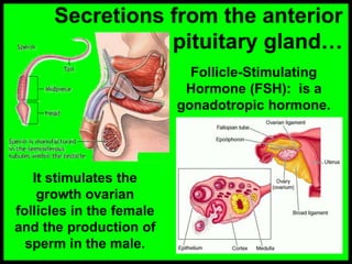 Secretions from the anterior
pituitary gland…
It stimulates the
growth ovarian
follicles in the female
and the production of
sperm in the male.
Follicle-Stimulating
Hormone (FSH): is a
gonadotropic hormone.
 