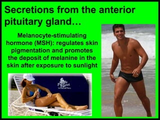 Secretions from the anterior
pituitary gland…
Melanocyte-stimulating
hormone (MSH): regulates skin
pigmentation and promotes
the deposit of melanine in the
skin after exposure to sunlight
 