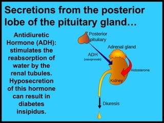 Antidiuretic
Hormone (ADH):
stimulates the
reabsorption of
water by the
renal tubules.
Hyposecretion
of this hormone
can result in
diabetes
insipidus.
Secretions from the posterior
lobe of the pituitary gland…
 