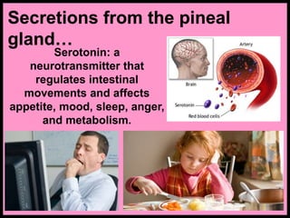 Secretions from the pineal
gland…
Serotonin: a
neurotransmitter that
regulates intestinal
movements and affects
appetite, mood, sleep, anger,
and metabolism.
 