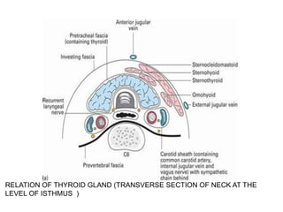 RELATION OF THYROID GLAND (TRANSVERSE SECTION OF NECK AT THE
LEVEL OF ISTHMUS )
 