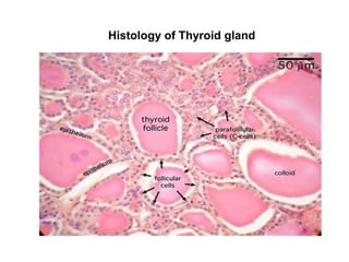 Histology of Thyroid gland
 