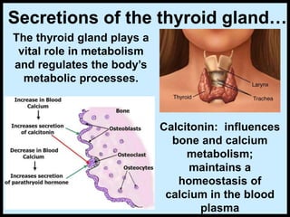 Secretions of the thyroid gland…
Calcitonin: influences
bone and calcium
metabolism;
maintains a
homeostasis of
calcium in the blood
plasma
The thyroid gland plays a
vital role in metabolism
and regulates the body’s
metabolic processes.
 