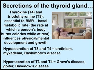 Secretions of the thyroid gland…
Thyroxine (T4) and
triodothyronine (T3):
essential to BMR – basal
metabolic rate (the rate at
which a person’s body
burns calories while at rest);
influences physical/mental
development and growth
Hyposecretion of T3 and T4 = cretinism,
myxedema, Hashimoto’s disease
Hypersecretion of T3 and T4 = Grave’s disease,
goiter, Basedow’s disease
 