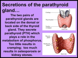Secretions of the parathyroid
gland…
The two pairs of
parathyroid glands are
located on the dorsal or
back side of the thyroid
gland. They secrete
parathyroid (PTH) which
plays a role in the
metabolism of phosphorus.
Too little results in
cramping; too much
results in osteoporosis or
kidney stones.
 