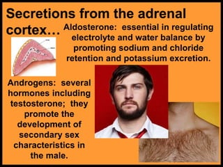 Secretions from the adrenal
cortex… Aldosterone: essential in regulating
electrolyte and water balance by
promoting sodium and chloride
retention and potassium excretion.
Androgens: several
hormones including
testosterone; they
promote the
development of
secondary sex
characteristics in
the male.
 