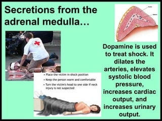 Secretions from the
adrenal medulla…
Dopamine is used
to treat shock. It
dilates the
arteries, elevates
systolic blood
pressure,
increases cardiac
output, and
increases urinary
output.
 