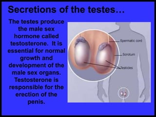 The testes produce
the male sex
hormone called
testosterone. It is
essential for normal
growth and
development of the
male sex organs.
Testosterone is
responsible for the
erection of the
penis.
Secretions of the testes…
 