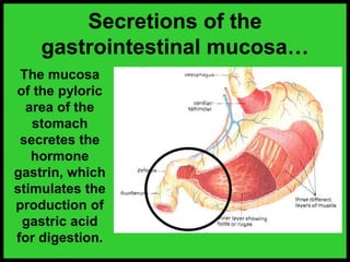 The mucosa
of the pyloric
area of the
stomach
secretes the
hormone
gastrin, which
stimulates the
production of
gastric acid
for digestion.
Secretions of the
gastrointestinal mucosa…
 