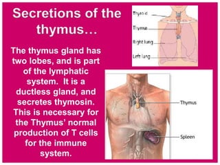 The thymus gland has
two lobes, and is part
of the lymphatic
system. It is a
ductless gland, and
secretes thymosin.
This is necessary for
the Thymus’ normal
production of T cells
for the immune
system.
Secretions of the
thymus…
 