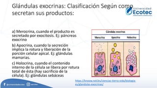 Comprehensive Overview of Human Histology and Embryology: Tissues ...