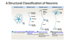 Axon Classifications 1771399963881_Basic-Tissues-Muscle-and-Nervous-Tissues-2026.pdf