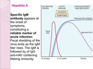 Hepatitis A
Specific IgM
antibody appears at
the onset of
symptoms,
constituting a
reliable marker of
acute infection;
Fecal shedding of the
virus ends as the IgM
titer rises. The IgM is
followed by of IgG
anti-HAV conferring
lifelong immunity.
 