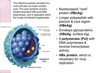  Nucleocapsid “core”
protein (HBcAg)
 Longer polypeptide with
precore & core region
(HBeAg)
 Envelope glycoproteins
(HBsAg, surface Ag),
 A polymerase (Pol) with
DNA polymerase &
reverse transcriptase
activity.
 HBx protein, which is
necessary for virus
replication
The infective particle consists of a
viral core plus an outer surface
coat. The core contains circular
double-stranded DNA and DNA
polymerase, and it replicates within
the nuclei of infected hepatocytes
 