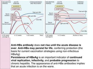 Anti-HBs antibody does not rise until the acute disease is
over. Anti-HBs may persist for life, conferring protection (the
basis for current vaccination strategies using non-infectious
HBsAg)
Persistence of HBeAg is an important indicator of continued
viral replication, infectivity, and probable progression to
chronic hepatitis. The appearance of anti-HBe antibodies implies
that an acute infection is on the wane.
 