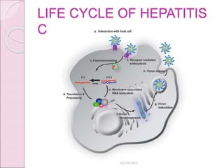 LIFE CYCLE OF HEPATITIS
C
10/10/2023
 