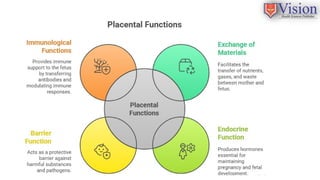 Comprehensive Overview of Placenta Development, Function, and Barrier ...