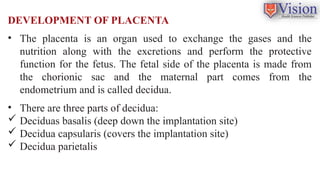 Comprehensive Overview of Placenta Development, Function, and Barrier ...