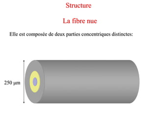 250 μm
Elle est composée de deux parties concentriques distinctes:
La fibre nue
Structure
 