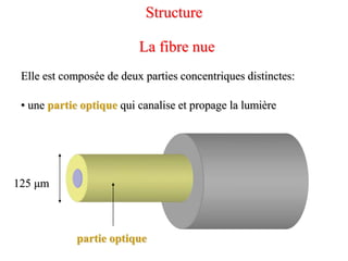 Elle est composée de deux parties concentriques distinctes:
125 μm
partie optique
La fibre nue
• une partie optique qui canalise et propage la lumière
Structure
 