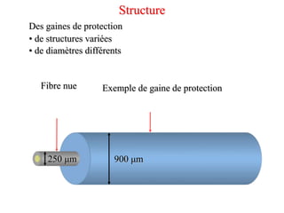 Fibre nue Exemple de gaine de protection
900 μm
250 μm
Structure
Des gaines de protection
• de structures variées
• de diamètres différents
 