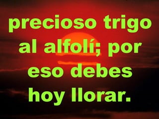precioso trigo al alfolí; por eso debes hoy llorar. 