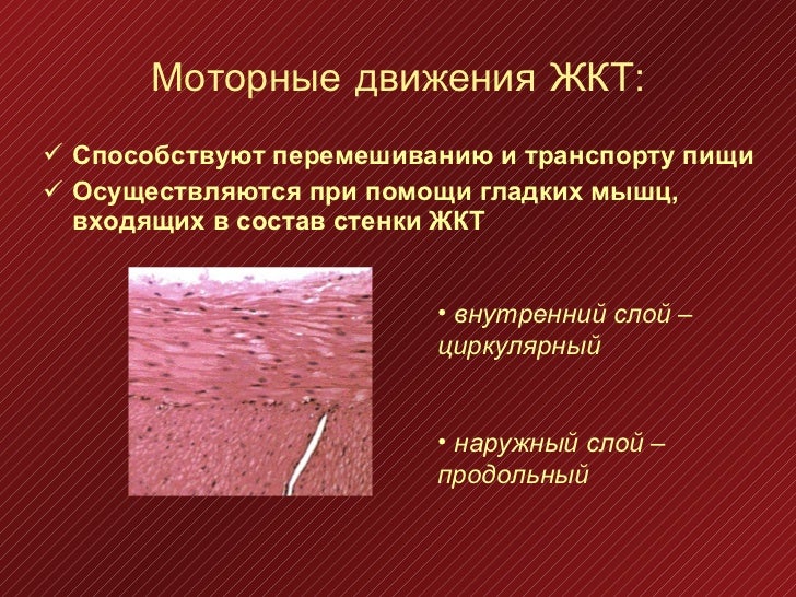 Моторная деятельность жкт