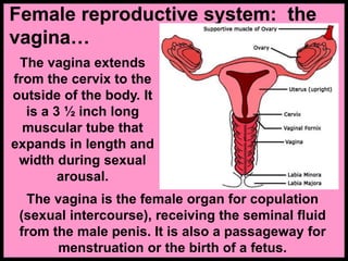 The vagina extends
from the cervix to the
outside of the body. It
is a 3 ½ inch long
muscular tube that
expands in length and
width during sexual
arousal.
Female reproductive system: the
vagina…
The vagina is the female organ for copulation
(sexual intercourse), receiving the seminal fluid
from the male penis. It is also a passageway for
menstruation or the birth of a fetus.
 