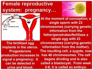 At the moment of conception, a
single sperm with 23
chromosomes (carrying genetic
information from the
father)penetrates/fertilizes a
single egg with 23
chromosomes (carrying genetic
information from the mother).
The resulting cell, a zygote, now
has 46 chromosomes. The cell
begins dividing and is also
called a blastocyst. From week
2-8, it is called an embryo.
Female reproductive
system: pregnancy…
The fertilized egg
implants in the uterus.
Progesterone
production increases to
signal a pregnancy; it
can be detected in
urine and blood.
 