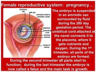The embryo is suspended
in an amniotic sac
surrounded by fluid
during the 280 day
gestation period. The
umbilical cord attached at
the navel connects it to
the placenta, where it
gets nutrients and
oxygen. During the 1st
trimester, all parts of the
embryo are formed.
Female reproductive system: pregnancy…
During the second trimester all parts start to
function; during the last trimester the embryo is
now called a fetus and the main task is growth.
 