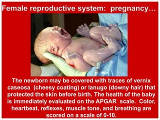 The newborn may be covered with traces of vernix
caseosa (cheesy coating) or lanugo (downy hair) that
protected the skin before birth. The health of the baby
is immediately evaluated on the APGAR scale. Color,
heartbeat, reflexes, muscle tone, and breathing are
scored on a scale of 0-10.
Female reproductive system: pregnancy…
 