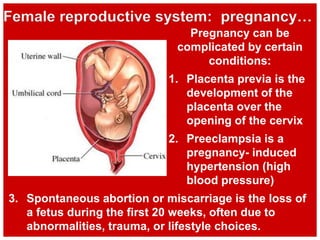 3. Spontaneous abortion or miscarriage is the loss of
a fetus during the first 20 weeks, often due to
abnormalities, trauma, or lifestyle choices.
Female reproductive system: pregnancy…
Pregnancy can be
complicated by certain
conditions:
1. Placenta previa is the
development of the
placenta over the
opening of the cervix
2. Preeclampsia is a
pregnancy- induced
hypertension (high
blood pressure)
 