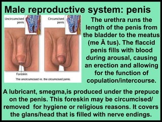 A lubricant, smegma,is produced under the prepuce
on the penis. This foreskin may be circumcised/
removed for hygiene or religious reasons. It covers
the glans/head that is filled with nerve endings.
The urethra runs the
length of the penis from
the bladder to the meatus
(me Ā tus). The flaccid
penis fills with blood
during arousal, causing
an erection and allowing
for the function of
copulation/intercourse.
Male reproductive system: penis
 