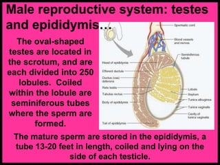 The oval-shaped
testes are located in
the scrotum, and are
each divided into 250
lobules. Coiled
within the lobule are
seminiferous tubes
where the sperm are
formed.
The mature sperm are stored in the epididymis, a
tube 13-20 feet in length, coiled and lying on the
side of each testicle.
Male reproductive system: testes
and epididymis…
 