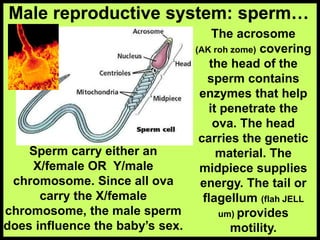 The acrosome
(AK roh zome) covering
the head of the
sperm contains
enzymes that help
it penetrate the
ova. The head
carries the genetic
material. The
midpiece supplies
energy. The tail or
flagellum (flah JELL
um) provides
motility.
Sperm carry either an
X/female OR Y/male
chromosome. Since all ova
carry the X/female
chromosome, the male sperm
does influence the baby’s sex.
Male reproductive system: sperm…
 
