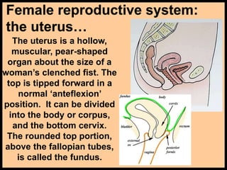 Female reproductive system:
the uterus…
The uterus is a hollow,
muscular, pear-shaped
organ about the size of a
woman’s clenched fist. The
top is tipped forward in a
normal ‘anteflexion’
position. It can be divided
into the body or corpus,
and the bottom cervix.
The rounded top portion,
above the fallopian tubes,
is called the fundus.
 
