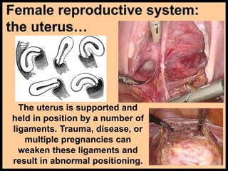Female reproductive system:
the uterus…
The uterus is supported and
held in position by a number of
ligaments. Trauma, disease, or
multiple pregnancies can
weaken these ligaments and
result in abnormal positioning.
 