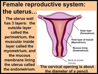 Female reproductive system:
the uterus…
The uterus wall
has 3 layers: the
outside layer
called the
perimetrium, the
muscular inside
layer called the
myometrium, and
the mucous
membrane lining
the uterus called
the endometrium.
Outer layer
(Perimetrium)
Thick layer of muscle
(Myometrium)
Mucous lining
(Endometrium)
The cervical opening is about
the diameter of a pencil.
 