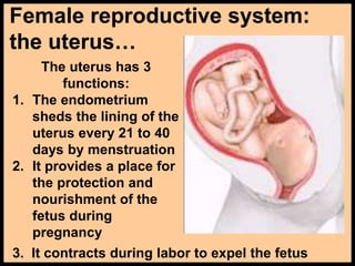 Female reproductive system:
the uterus…
The uterus has 3
functions:
1. The endometrium
sheds the lining of the
uterus every 21 to 40
days by menstruation
2. It provides a place for
the protection and
nourishment of the
fetus during
pregnancy
3. It contracts during labor to expel the fetus
 