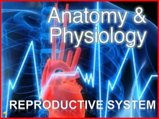 What is the
reproductive
system?
The reproductive
systems in both the
male and female
consist of primary
and secondary sex...