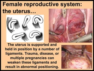 Female reproductive system:
the uterus…
The uterus wall
has 3 layers: the
outside layer
called the
perimetrium, the
muscul...