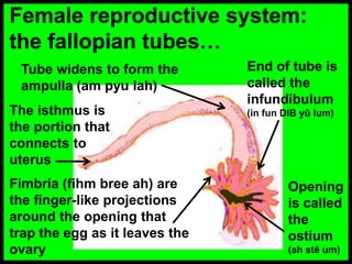 Female reproductive system: the
fallopian tubes…
The fallopian tube is 4-6 inches long. The egg, released
from the ovary, ...