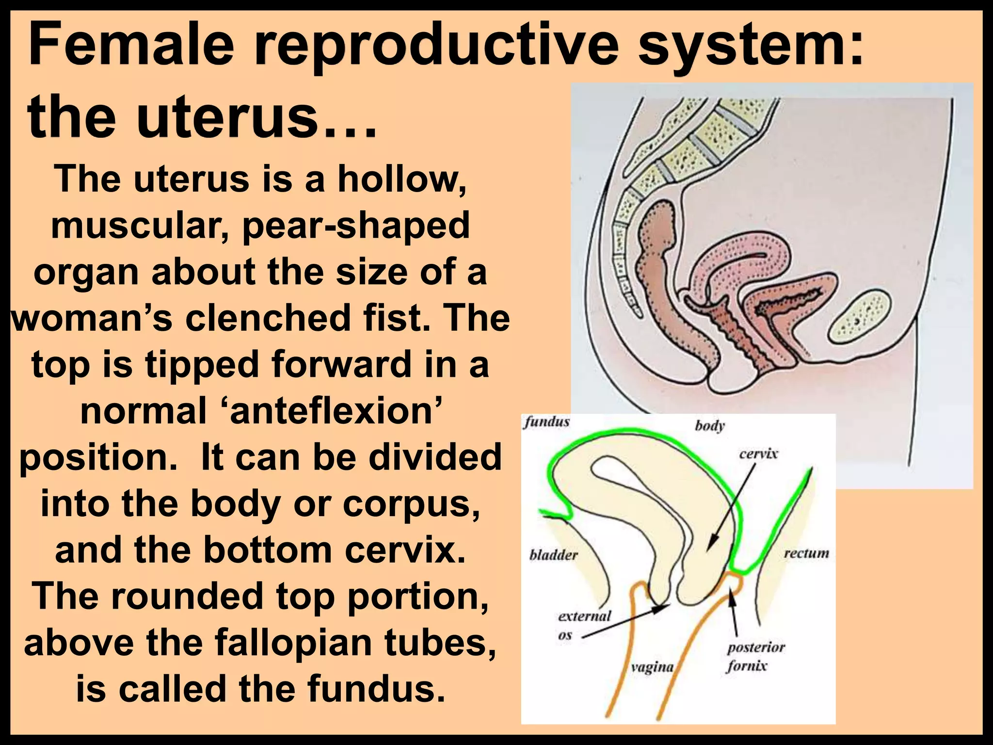 Normal Reproductive System 178-Anatomy-Reproductive-System.ppt